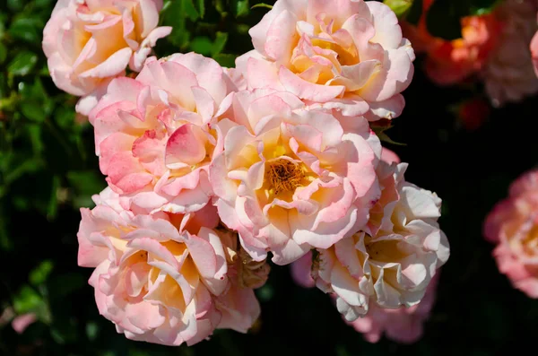 Rose Rose Fleur Avec Des Fleurs Buisson Avec Des Fleurs — Photo
