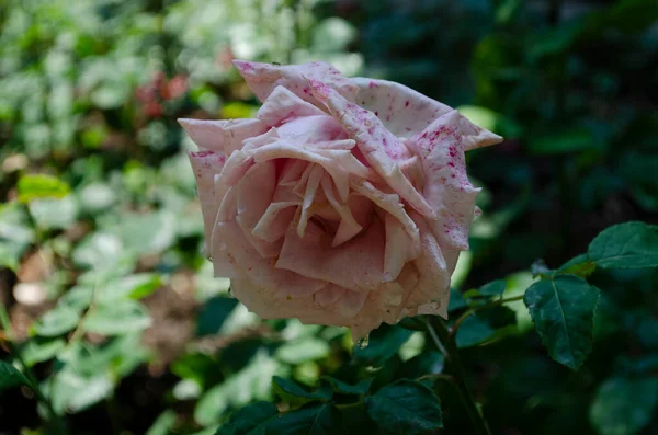Rosafarbene Rosenblüten Mit Blüten Strauch Mit Zarten Rosenblüten Nahaufnahme Hintergrund — Stockfoto