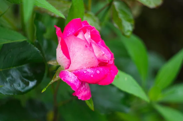 Růžové Květy Růží Květinami Keř Jemnými Růžovými Květy Zblízka Pozadí — Stock fotografie