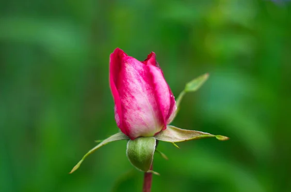 Rosa Flor Rosa Con Flores Arbusto Con Delicadas Flores Rosa — Foto de Stock