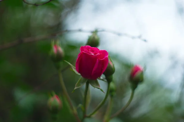 Růžové Květy Růží Květinami Keř Jemnými Růžovými Květy Zblízka Pozadí — Stock fotografie