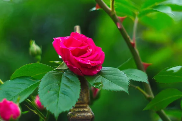 Rosa Fiore Rosa Con Fiori Cespuglio Con Delicati Fiori Rosa — Foto Stock