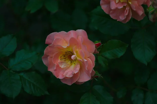 Rosa Rosa Flor Com Flores Arbusto Com Delicadas Flores Rosa — Fotografia de Stock