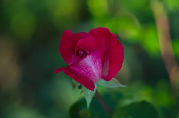 粉红色的玫瑰开着花 荆棘上有娇嫩的玫瑰花 用于设计的背景墙纸 — 图库照片