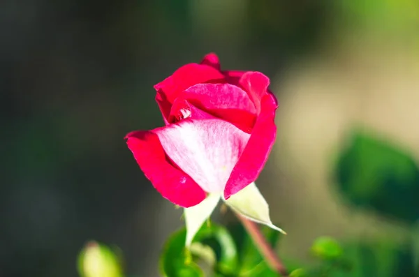 Pink rose blossom with flowers, bush with delicate rose flowers close-up. Background backdrop wallpaper for design