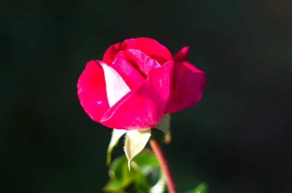 Rosa Flor Rosa Con Flores Arbusto Con Delicadas Flores Rosa — Foto de Stock