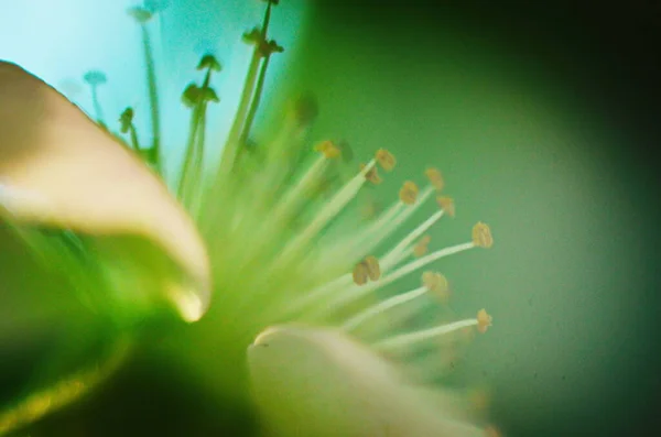 白い花でブラックベリーブッシュを開花させ、閉じます。春の背景 — ストック写真