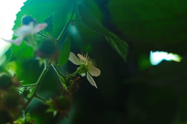 Kvetoucí ostružinový keř s bílými květy, zblízka. Jarní pozadí — Stock fotografie