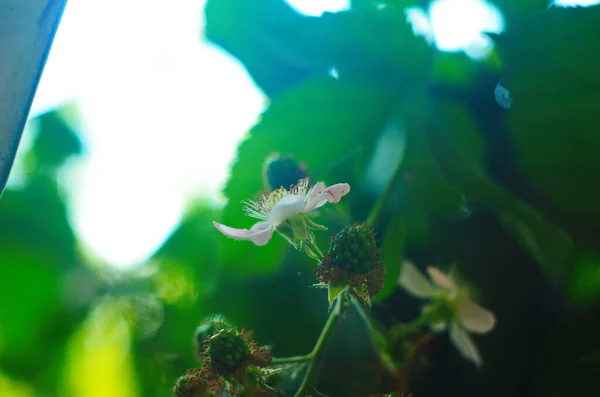 Arbusto de zarzamora floreciente con flores blancas, de cerca. Fondo de primavera —  Fotos de Stock