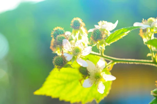 하얀 꽃이 피어 있는 블랙베리 숲을 활짝 열고, 닫아. 봄의 배경 — 스톡 사진