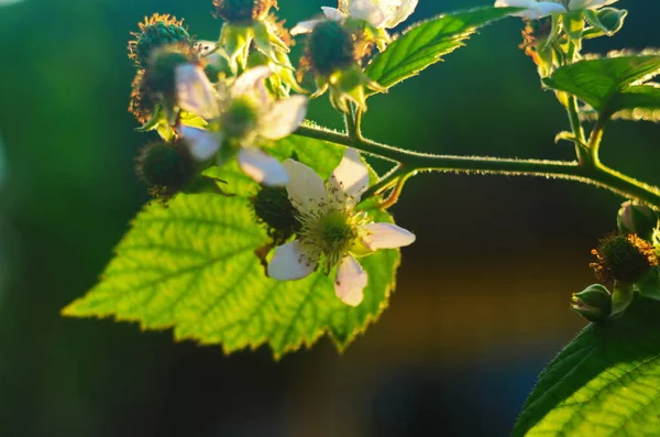 Arbusto de amora-preta florescente com flores brancas, perto. Fundo da primavera — Fotografia de Stock