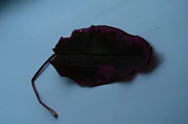 Jeden pestrobarevný podzimní list hrušky na světlém pozadí — Stock fotografie
