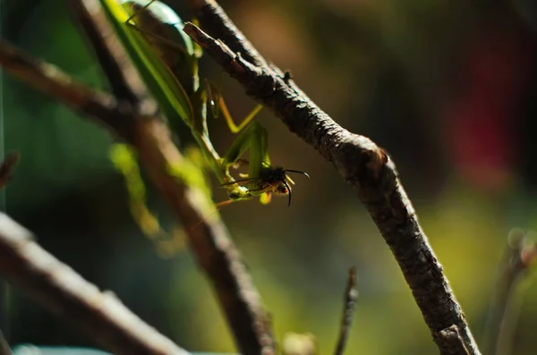 La femelle qui prie est une guêpe dévorante. Les mantes religieuses féminines. Insectes prédateurs. — Photo