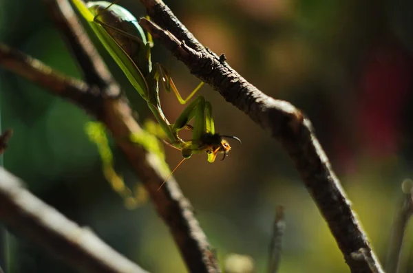 Das Gottesanbeterin-Weibchen frisst Wespe. Die Gottesanbeterin religios. Räuberische Insekten. — Stockfoto