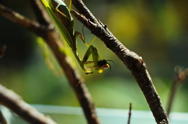 La mantis religiosa hembra devorando avispas. La mantis religiosa femenina. Insectos depredadores. — Foto de Stock