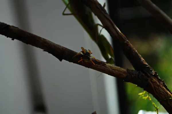 La femelle qui prie est une guêpe dévorante. Les mantes religieuses féminines. Insectes prédateurs. — Photo