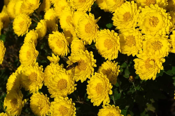 Желтые Хризантемы Ромашки Цветочный Фон Расцветает Закрыть — стоковое фото
