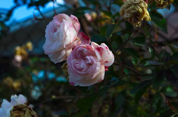 Rosa Rose Blume Nahaufnahme Foto Mit Unscharfem Dunkelgrünen Hintergrund Archivbild — Stockfoto