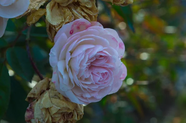 Różowy Kwiat Róży Zbliżenie Zdjęcie Zamazanym Ciemnozielonym Tle Fotografia Delikatnego — Zdjęcie stockowe
