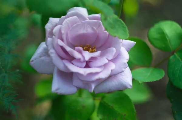 Rose Rose Fleur Gros Plan Photo Avec Fond Vert Foncé — Photo