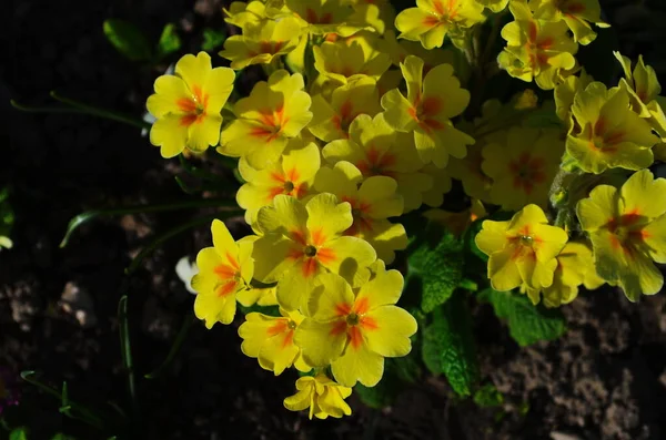 Pierwiosnek Primula Vulgaris Kwitnie Wielokolorowy Kraj Ogród Primula Kwiaty Widok — Zdjęcie stockowe