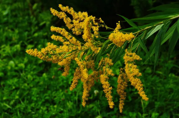 Blüten Der Hohen Goldrute Solidago Gigantea — Stockfoto