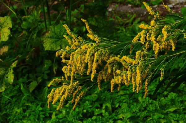 Virágok Magas Aranyrúd Solidago Gigantea — Stock Fotó