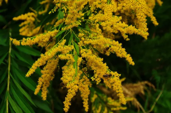 Flores Goldenrod Alto Solidago Gigantea — Fotografia de Stock