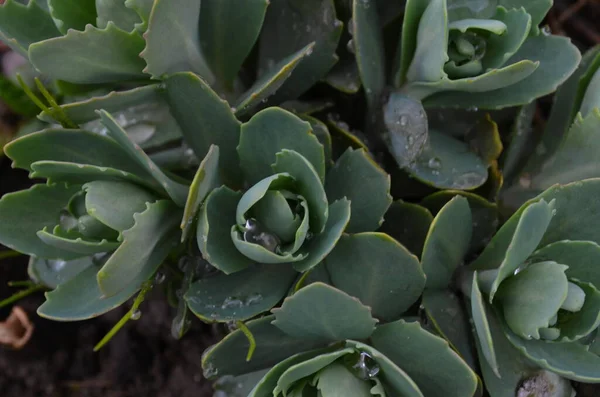 庭で成長しているシャワー石切り場 または氷の植物Hylotephiumの光景 この植物はイモムシ科のクラス科です — ストック写真