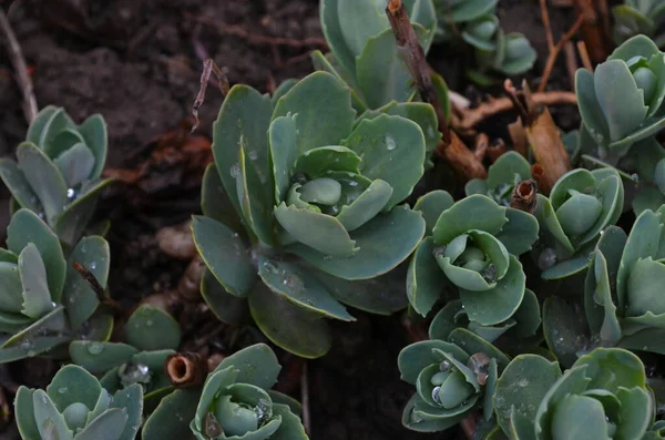 Stonecrop Voyante Plante Glace Hylotelephium Spectabile Poussant Dans Jardin Cette — Photo