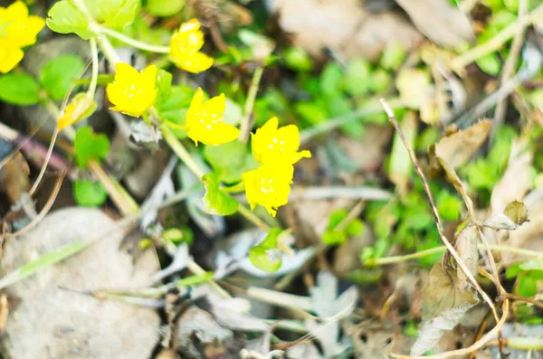 Large Yellow Loosestrife Species Loosestrifes Also Known Dotted Spotted Loosestrife —  Fotos de Stock