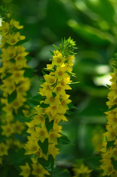 Büyük Sarı Gevşek Aynı Zamanda Noktalı Lekeli Botanik Adı Lysimachia — Stok fotoğraf