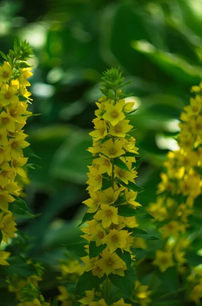 Büyük Sarı Gevşek Aynı Zamanda Noktalı Lekeli Botanik Adı Lysimachia — Stok fotoğraf