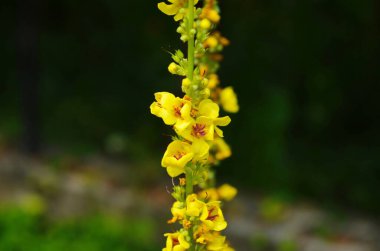 Verbascum thapsus çiçeklerini kapatın Büyük Mullein ya da sıradan Mullein