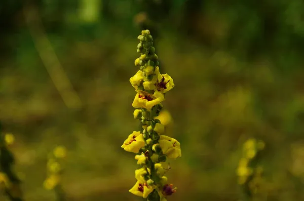 Verbascum Thapsus Nagy Öszvér Vagy Közönséges Öszvér Virágainak Közelsége — Stock Fotó