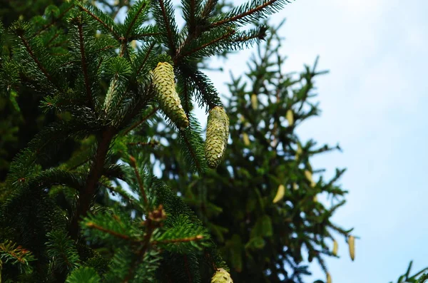 Spruce Green Young Cones Close — Stock Photo, Image