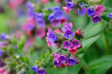 Bahçedeki akciğerotunun güzel çiçekleri. Mor çiçekli arka plan. Pulmonaria Officinalis, Mary 'nin gözyaşları veya Meryem Ana' nın sütü damlaları..
