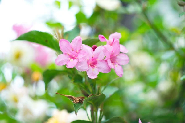 Krásné Růžové Květy Weigela Květiny Weigely Floridy Kvetoucí Růžová Weigela — Stock fotografie