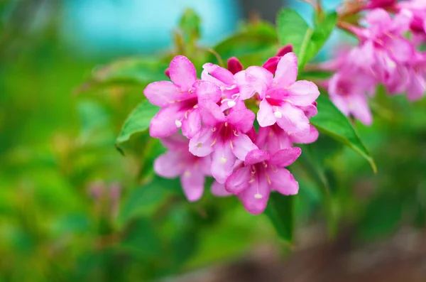 Piękne Różowe Kwiaty Weigela Kwiaty Weigela Florida Kwitnący Różowy Weigela — Zdjęcie stockowe