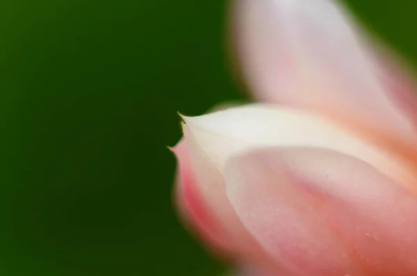 水滴在粉红的花瓣上 优雅的自然纯洁与美丽的艺术形象 — 图库照片