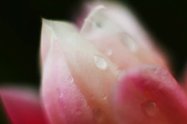 Water Drops Pink Flower Petal Close Macro Gentle Artistic Image — Stock Photo, Image