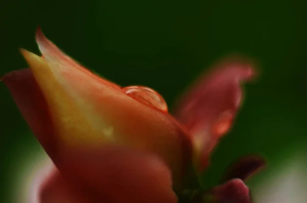 Water Drops Pink Flower Petal Close Macro Gentle Artistic Image — Stock Photo, Image