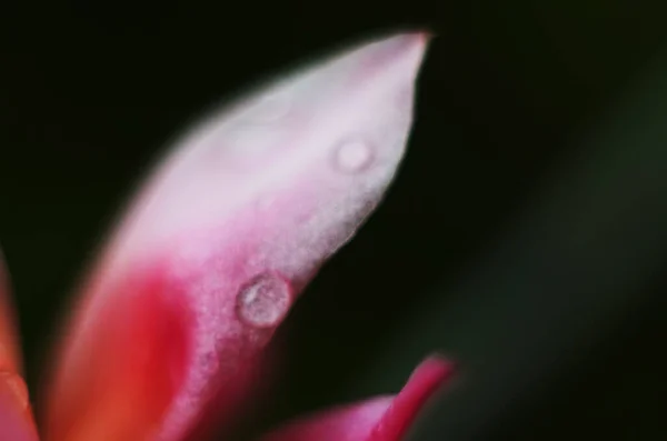 水滴在粉红的花瓣上 优雅的自然纯洁与美丽的艺术形象 — 图库照片
