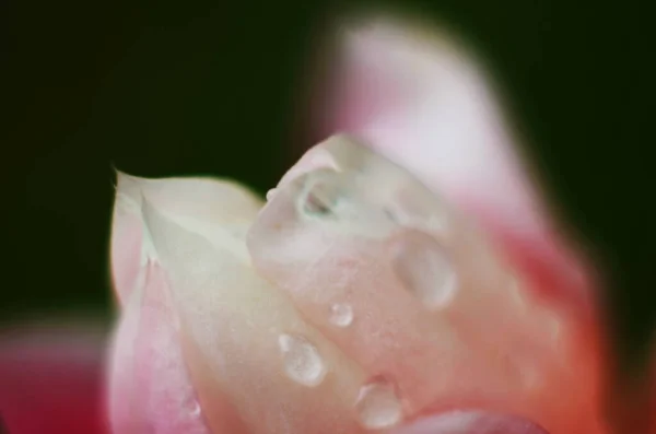 Gotas Agua Sobre Pétalo Flor Rosa Primer Plano Macro Suave —  Fotos de Stock