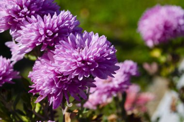 Bir demet koyu pembe kasımpatı çiçeğinin yakın plan fotoğrafı sarı merkezli ve taç yapraklarında beyaz uçlu. Çiçek parkında kasımpatı deseni. Bir demet pembe kasımpatı çiçeği..