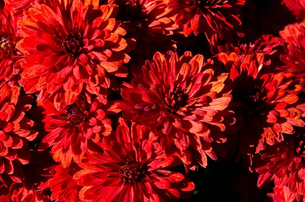 Chrysanthèmes Rouge Foncé Fleurs Automne Fond Floral Carte Cadeau Motif — Photo