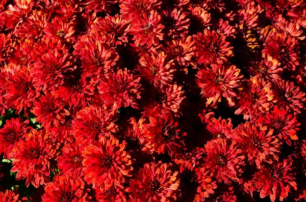 Chrysanthèmes Rouge Foncé Fleurs Automne Fond Floral Carte Cadeau Motif — Photo
