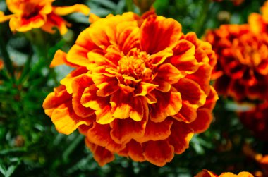 Marygold Çiçeği Bahçede açıyor, yakın plan
