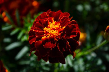 Marygold Çiçeği Bahçede açıyor, yakın plan