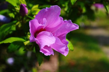 Yeşil arka planda tek bir mor çiçek olan Hibiscus Syriacus (Sharon 'ın Gülü)